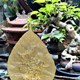 Tác phẩm nghệ thuật, quà tặng lưu niệm, hoa sen và lá bồ đề mạ vàng (18x27) Cm