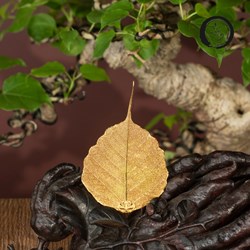 Lá bồ đề mạ vàng, lá trơn